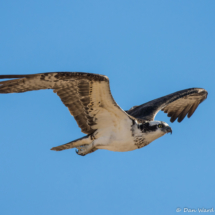 Osprey in Flight-03