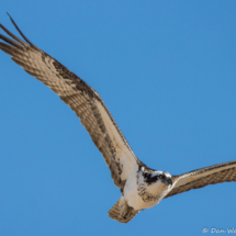 Osprey in Flight-04