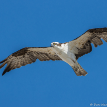 Osprey in Flight-06