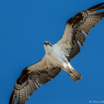 Osprey in Flight-08