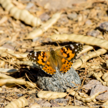 Painted Lady Butterfly-03