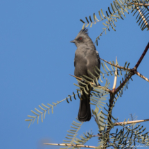 Phainopepla-Female-01