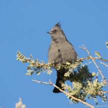 Phainopepla-Female-03