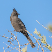 Phainopepla-Female-06