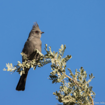 Phainopepla-Female-08