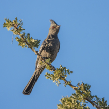 Phainopepla-Female-11