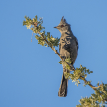 Phainopepla-Female-12