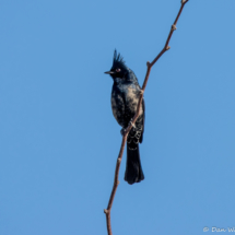 Phainopepla-Male-01