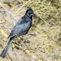 Phainopepla-Male-01