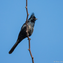 Phainopepla-Male-02