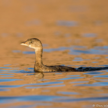 Pied-billed Grebe-01
