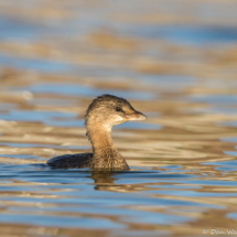 Pied-billed Grebe-09