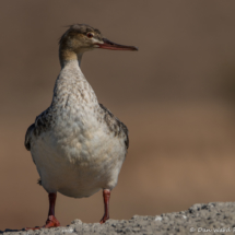 Red-breasted Merganser-01