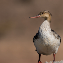 Red-breasted Merganser-02