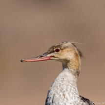 Red-breasted Merganser-03