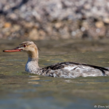 Red-breasted Merganser-07