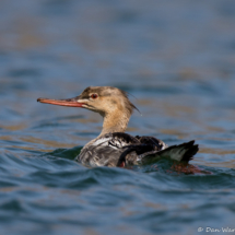 Red-breasted Merganser-08