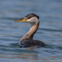 Red-necked Grebe-03