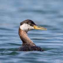 Red-necked Grebe-05