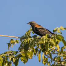Red-winged Blackbird-03