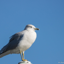 Ring-Billed Gull-02