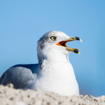 Ring-Billed Gull-05
