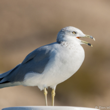 Ring-Billed Gull-06