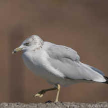 Ring-billed Gull-01