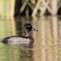 Ring-necked Duck-01