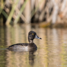 Ring-necked Duck-02