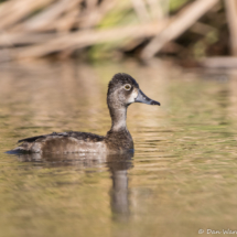 Ring-necked Duck-03