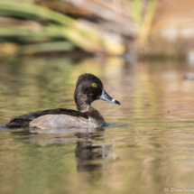 Ring-necked Duck-04