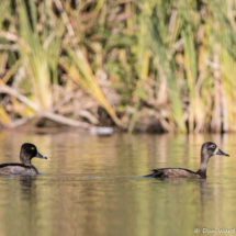 Ring-necked Ducks-01