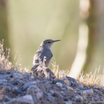Rock Wren-01
