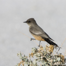 Say's Phoebe-01