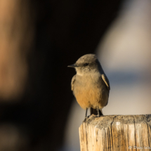 Say's Phoebe-01