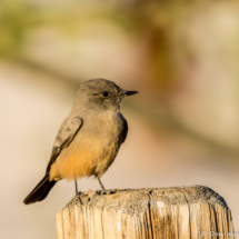 Say's Phoebe-02