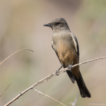 Say's Phoebe-07
