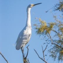 Snowy Egret-04