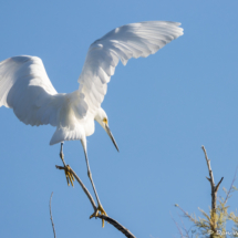 Snowy Egret-05