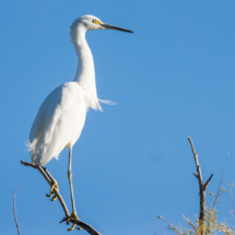 Snowy Egret-06