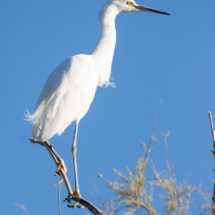 Snowy Egret-07