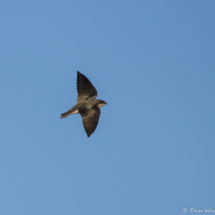 Tree Swallow-01