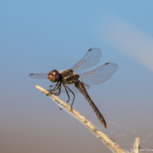 Variegated Meadowhawk-01