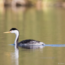 Western Grebe-01