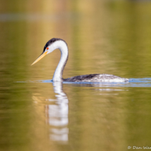 Western Grebe-02