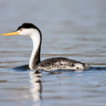 Western Grebe-03