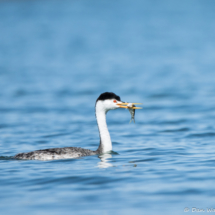 Western Grebe-04