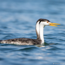 Western Grebe-05