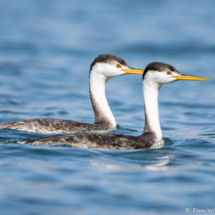 Western Grebe-06